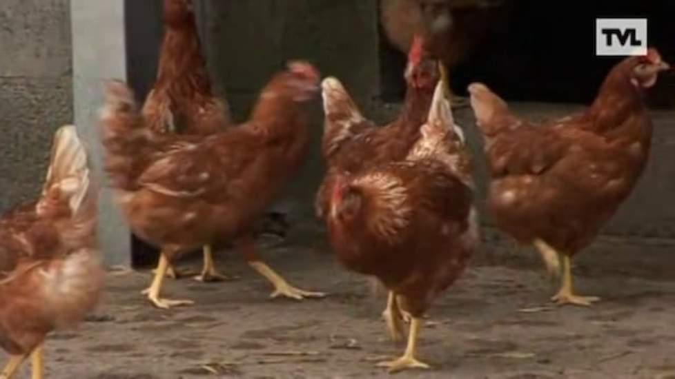 Gratis daglicht voor leghennen (Kippenboerderij Bolderhof)