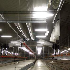 Tijdens de verbouwing werd in het midden van de stallen de TL verlichting van het plafond gehaald en aan een metalen buis met kettingen gehangen. Door de verlichting lager te hangen, is de lichtintensiteit overal in de stal bijna hetzelfde.