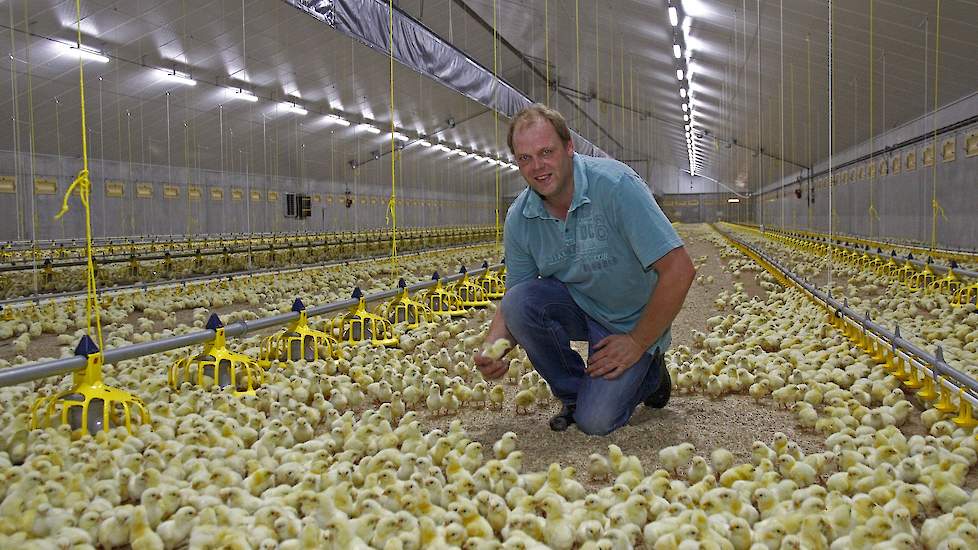 Donderdag 10 juli zette Knippels de tweede ronde in zijn nieuwste stal op. Knippels houdt al sinds 2000 haantjes. De restproducten uit de fokkerij zijn goedkoper dan reguliere kuikens. Hij ontvangt zowel Ross als Cobb haantjes.  Vorig jaar zag Knippels na