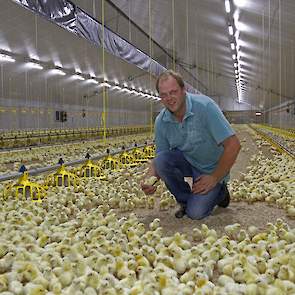 Donderdag 10 juli zette Knippels de tweede ronde in zijn nieuwste stal op. Knippels houdt al sinds 2000 haantjes. De restproducten uit de fokkerij zijn goedkoper dan reguliere kuikens. Hij ontvangt zowel Ross als Cobb haantjes.  Vorig jaar zag Knippels na