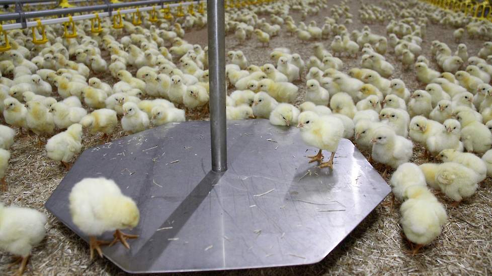 De kuikens in de nieuwe stal worden automatisch gewogen op het weegplateau. Deze corrigeert als er meer kuikens op het plateau zitten. De vleeskuikenhouder heeft hiermee gauw inzicht in het gemiddeld gewicht van zijn dieren en weet dus exact wanneer hij m