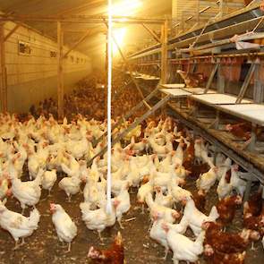 Naast 22.000 bruine hennen van drie leeftijden, houden ze 2.000 witte hennen van twee leeftijden. „De Turkse winkels waaraan we leveren, willen naast bruine ook graag witte eieren”, verklaart Velderman.