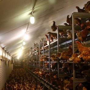 De productie in stal 1 lag de afgelopen ronde op 400 eieren per opgezette hen na 80 weken. Deze 10.000 hennen kwamen na 17 weken uit de opfok in de stal en leggen na de ruiperiode van 6 à 7 weken al weer. De pluimveehouders die voor het eerst hennen ruide