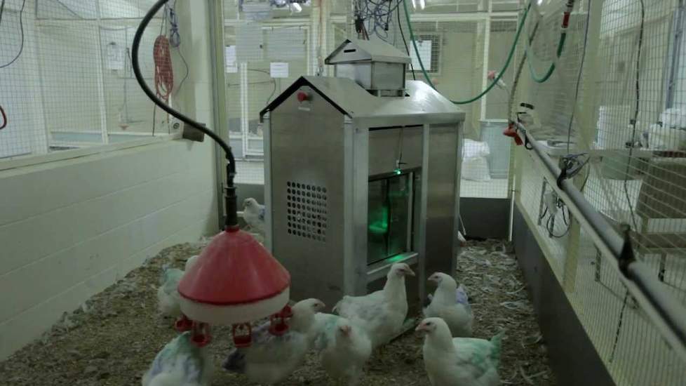 Precision Broiler Breeder Feeding System