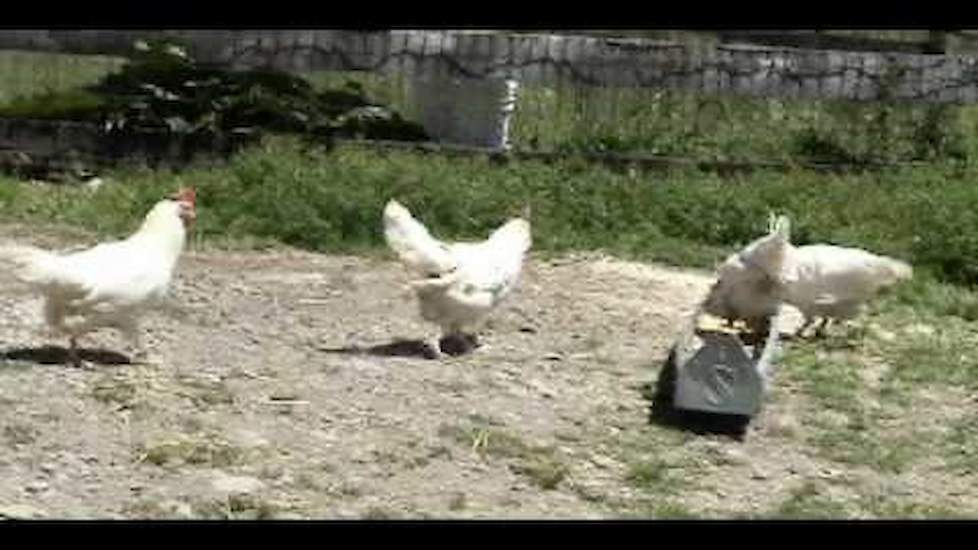 Fowl Play - Chicken Intelligence