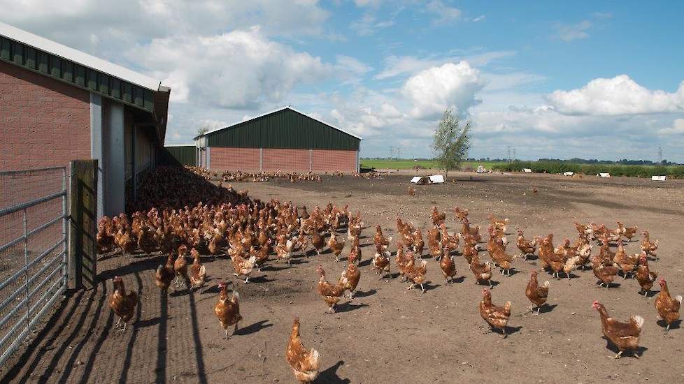 In de achterste stal, stal 6, houden ze de 15.500 vrije uitloop hennen. Naast de stal bevindt zich de uitloop.