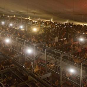 Wanneer er spaarlampen kapot gaan, wisselen de leghennenhouders deze om voor LED lampen. „Deze geven meer licht, gaan minder snel kapot en zijn energiezuinig”, motiveert Gert hun keuze.