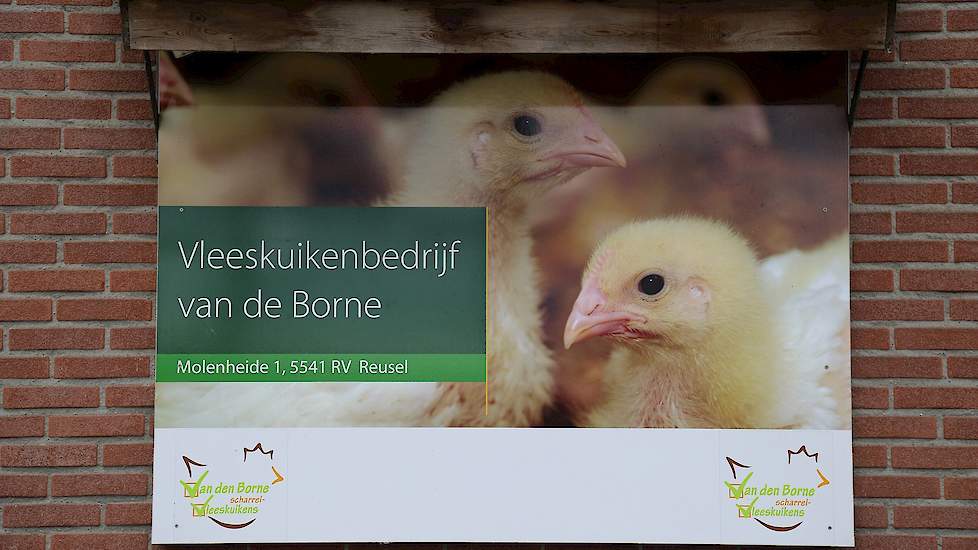 „Een goede opvang van de kuikens in de eerste week is cruciaal en nog belangrijker dan bij reguliere kuikens”, zegt hij. „De kuikens zijn ongeveer 5 gram lichter dan reguliere eendagskuikens omdat ze van kleinere, zogenaamde mini-moederdieren komen. Daaro