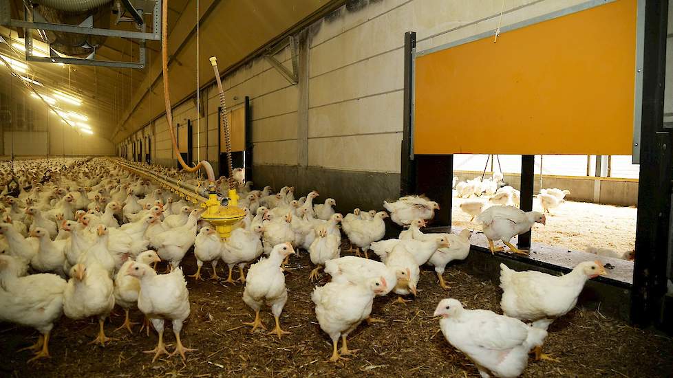 „Ook ventileer je tijdens een koppel al gauw teveel omdat je niet gewend bent dat er zo weinig dieren in de stal zitten”, vertelt de pluimveehouder. Aangezien hij nu minder ventileert tijdens een koppel, daalde het stroomverbruik op zijn bedrijf aanzienli