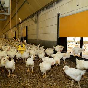 „Ook ventileer je tijdens een koppel al gauw teveel omdat je niet gewend bent dat er zo weinig dieren in de stal zitten”, vertelt de pluimveehouder. Aangezien hij nu minder ventileert tijdens een koppel, daalde het stroomverbruik op zijn bedrijf aanzienli