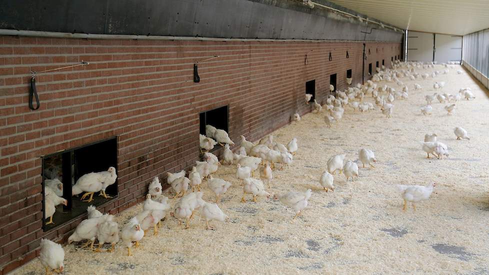 De Brabander vindt wel dat reguliere vleeskuikens moeten blijven bestaan in Nederland omdat maar een gedeelte van de consumenten het duurdere concept kippenvlees wil of kan betalen. „Laat de markt zijn werk maar doen”, zegt hij.