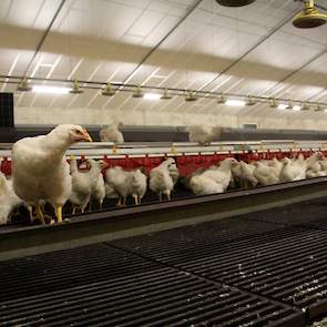 De stallen vervangen twee oude stallen. Schotman kan in Harreveld nu een kleine 50.000 vleeskuikenouderdieren houden. Familiebedrijf V.O.F. Schotman en Zn. Pluimveebedrijven en Kuikenbroederij heeft meerdere vestigingen in de Achterhoek met vleeskuikenoud