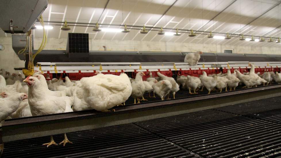 De stal uit 2013 beviel de afgelopen twee koppels goed. In de stal raapten ze 2 tot 3 eieren per hen meer dan in hun oudere stallen. Ook was het aantal grondeieren minder dan in hun oudere stallen. „Het aantal grondeieren was in het begin van de koppel ee