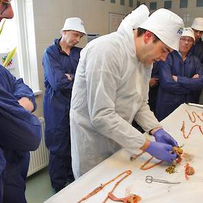 Rutger Jansen (dierenarts ForFarmers-Hendrix) opent de maag en start hierbij de beoordelingen die zullen resulteren in de maagscore die bestaat uit drie beoordelingen: overgang spiermaag naar kliermaag moet zo scherp mogelijk zijn, spierdikte van de maagw