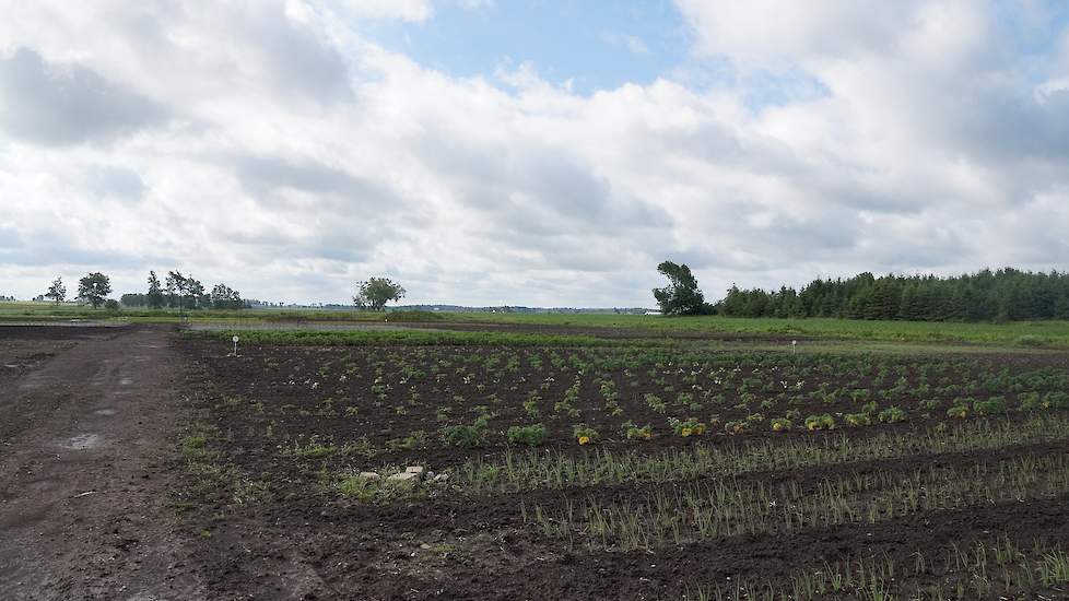 Patrick: “Van ons perceel is 4 hectare bos, 12 hectare hebben we in bouwplan met de buren en op 2 hectare verbouwen we groenten. We verbouwen onder andere boontjes, rode bietjes, boerenkool, courgettes, worteltjes, tomaten en pompoenen. Gaandeweg leer je