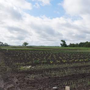 Patrick: “Van ons perceel is 4 hectare bos, 12 hectare hebben we in bouwplan met de buren en op 2 hectare verbouwen we groenten. We verbouwen onder andere boontjes, rode bietjes, boerenkool, courgettes, worteltjes, tomaten en pompoenen. Gaandeweg leer je