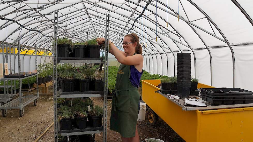 In de zomer werkt Arthur Greenhouses met studenten. Jolanda: “De eerste jaren niet; we vonden het uurtarief veel te hoog. Maar als je ziet wat die studenten allemaal moeten betalen.” Student Melissa Nauta is 21 jaar en verdient $ 10,30 (€ 8,-). In Nederla