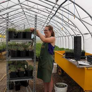 In de zomer werkt Arthur Greenhouses met studenten. Jolanda: “De eerste jaren niet; we vonden het uurtarief veel te hoog. Maar als je ziet wat die studenten allemaal moeten betalen.” Student Melissa Nauta is 21 jaar en verdient $ 10,30 (€ 8,-). In Nederla