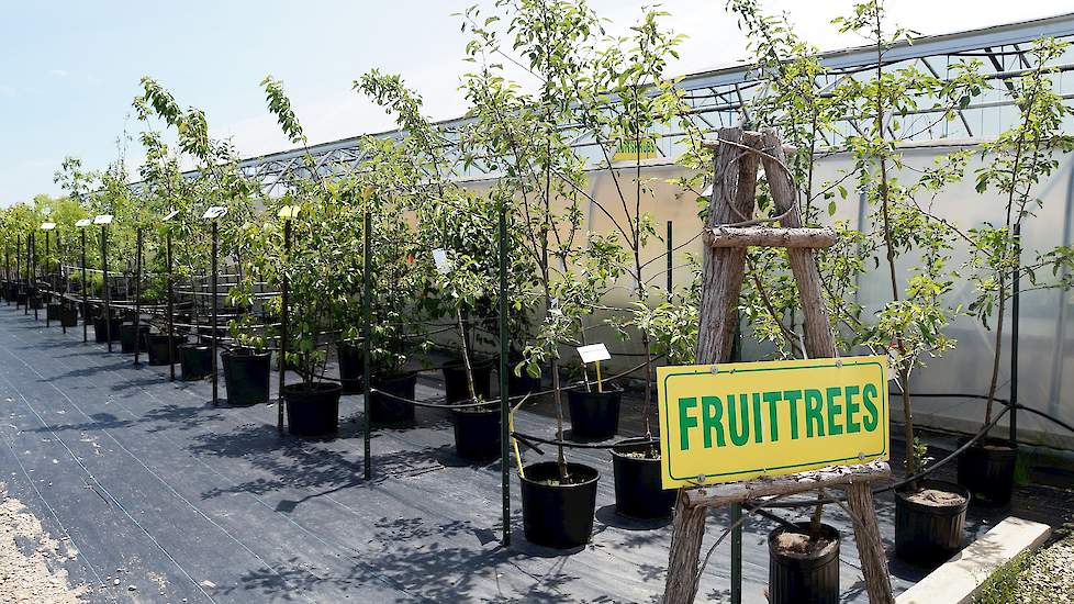 Patrick en Jolanda kweken bomen; fruitbomen, de nationale maple leaf (esdoorn), eiken, beuken en berken. Canada heeft een landklimaat wat betekent strenge winters met veel sneeuw en hete zomers.