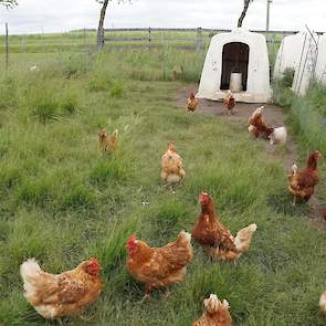 “Klanten vinden het leuk om op een farm te komen. Wij zijn in 2013 gestart met leghennen. De eieren verkopen we in onze winkel. We hebben zelfs een tekort. De kippen lopen buiten. Kalverboxen dienen als nacht- en voerhok. “Mijn pluimveekennis van de HAS w