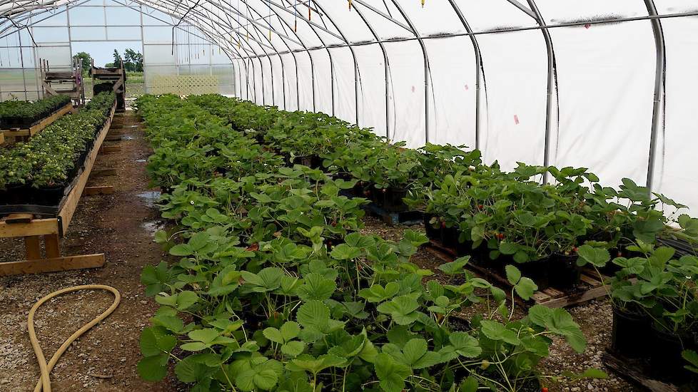 Sinds dit jaar zijn Patrick en Jolanda gestart met aardbeien. “Dit jaar vanwege tijdgebrek op pellets in de kas. We willen aardbeien gaan telen op stellingen. Dat wordt weinig of niet gedaan in Canada. Er zijn geen studieclubs en kwekers laten je niet op