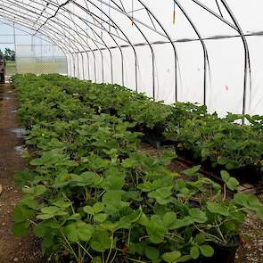 Sinds dit jaar zijn Patrick en Jolanda gestart met aardbeien. “Dit jaar vanwege tijdgebrek op pellets in de kas. We willen aardbeien gaan telen op stellingen. Dat wordt weinig of niet gedaan in Canada. Er zijn geen studieclubs en kwekers laten je niet op