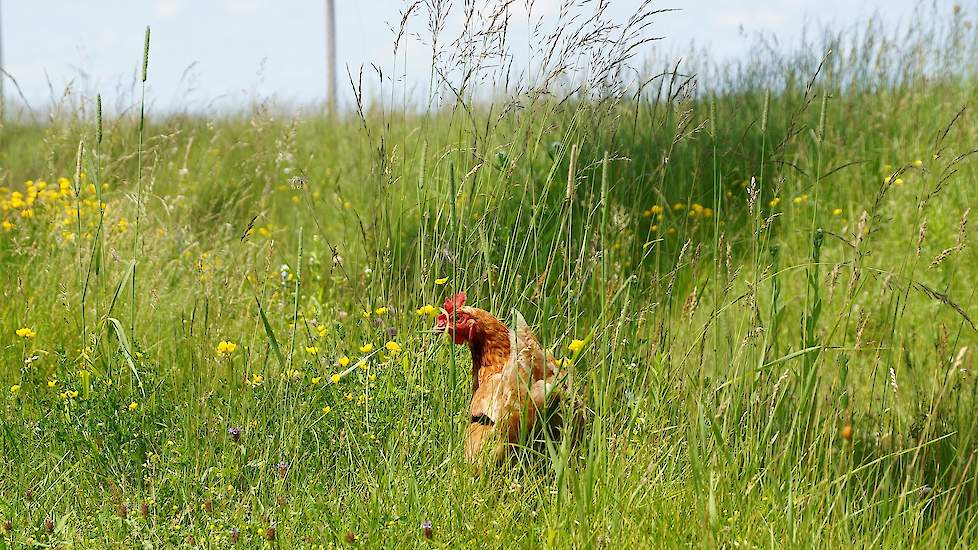 “Het is gewoon leuk om te zien hoe klanten naar de kippen gaan kijken. Vorige week een klant met een baby van een paar maanden. Grappig. Ik wil nog een paar varkens,”  vertelt Jolanda enthousiast. De eieren verkopen ze voor $ 3,- per dozijn. Doosjes van 1