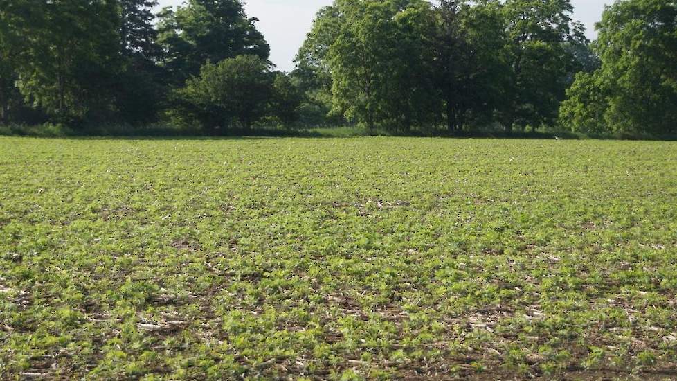 „We telen sojabonen en mais. Vorig jaar stond hier mais. De sojabonen worden op de oude stoppels gezaaid.”