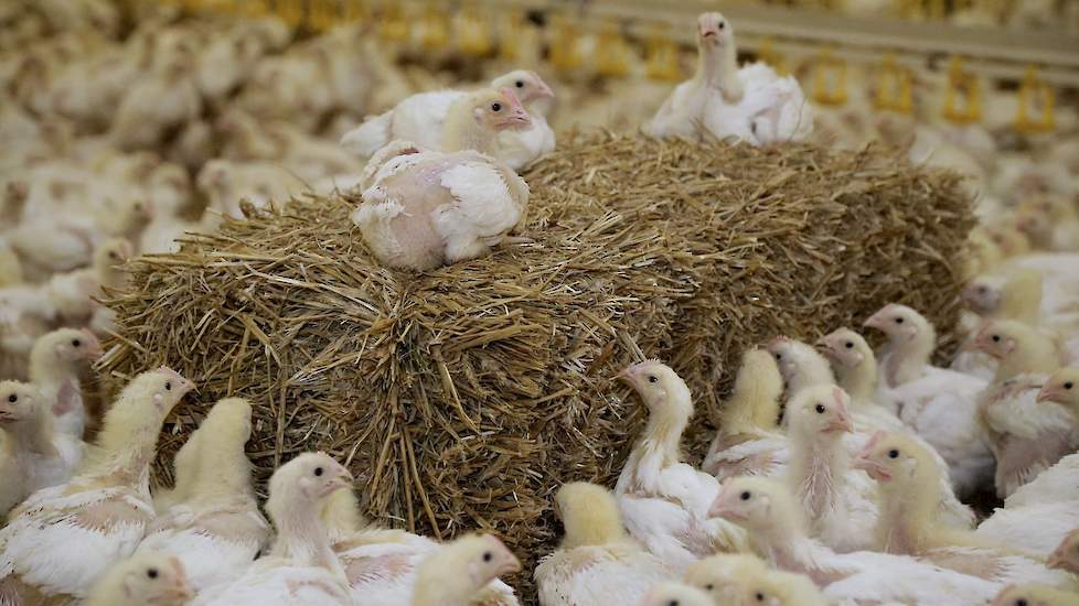 De bezetting daalde. Lubbers zet nu 17 kuikens per vierkante meter op.  „De afgelopen vier koppels gingen de kuikens in twee keer op dag 46 en 47 naar de slachterij”, vertelt José. Hun kuikens werden door de slachterij telkens als eerste geslacht, daarom