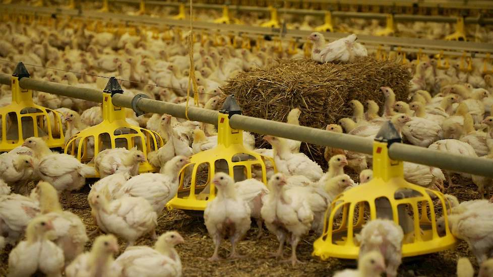 Ze stapten over omdat ze graag voor een landelijke markt wilden produceren in plaats van een wereldmarkt. „Nu kan ik tegen consumenten zeggen dat onze kip bij de Albert Heijn om de hoek te koop is”, verklaart Louis.