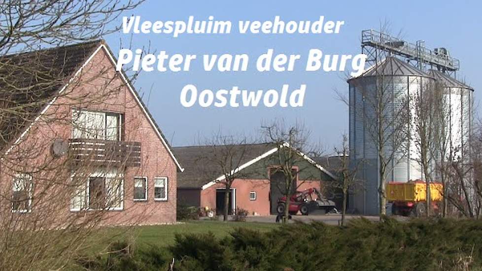 Vleespluimveehouder: Pieter v.d. Burg Oostwold.