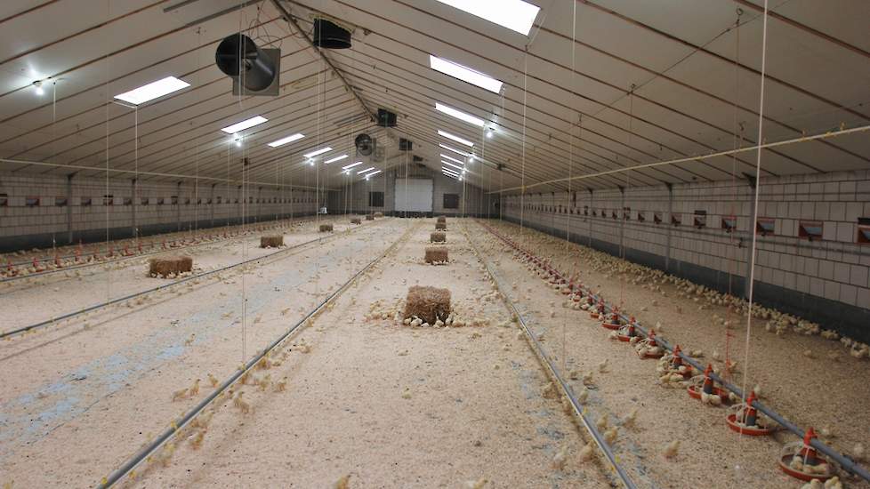 „Ik heb meer werkplezier in het houden van scharrelvleeskuikens, dan reguliere vleeskuikens doordat het allemaal wat makkelijker gaat”, zegt Dirven. „De dieren zijn sterker dan reguliere kuikens, mede doordat de darmen per dag minder voer te verteren hebb