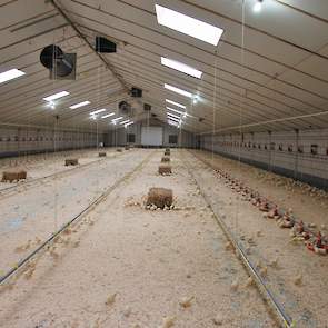 „Ik heb meer werkplezier in het houden van scharrelvleeskuikens, dan reguliere vleeskuikens doordat het allemaal wat makkelijker gaat”, zegt Dirven. „De dieren zijn sterker dan reguliere kuikens, mede doordat de darmen per dag minder voer te verteren hebb