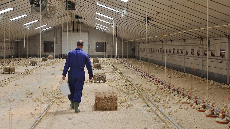 In de stal liggen 15 strobalen voor de kuikens. Het valt de vleeskuikenhouder op dat de kuikens hoger op de poten staan en veel actiever zijn dan reguliere. Volgens hem zijn de kuikens actiever omdat ze langzamer groeien en dus minder energie hoeven steke