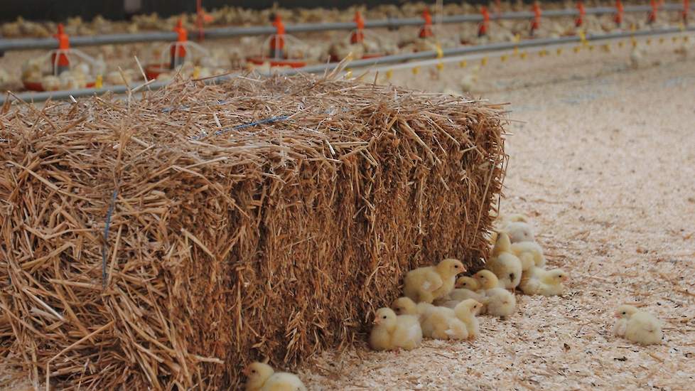 De kuikens moeten minimaal 49 dagen oud worden. Hij levert zijn dieren meestal op die dag af en soms één of twee dagen later. Zijn slachterij Esbro heeft het liefst kuikens die tussen de 2,2 en 2,4 kilo wegen. Esbro slacht de traag groeiende vleeskuikens