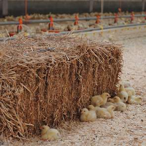 De kuikens moeten minimaal 49 dagen oud worden. Hij levert zijn dieren meestal op die dag af en soms één of twee dagen later. Zijn slachterij Esbro heeft het liefst kuikens die tussen de 2,2 en 2,4 kilo wegen. Esbro slacht de traag groeiende vleeskuikens