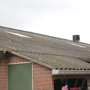 Daglicht is verplicht omdat dit het natuurlijk dag- en nachtritme stimuleert. De pluimveehouder heeft daarom geïsoleerde daglichtgolfplaten in het dak van de stal geplaatst.