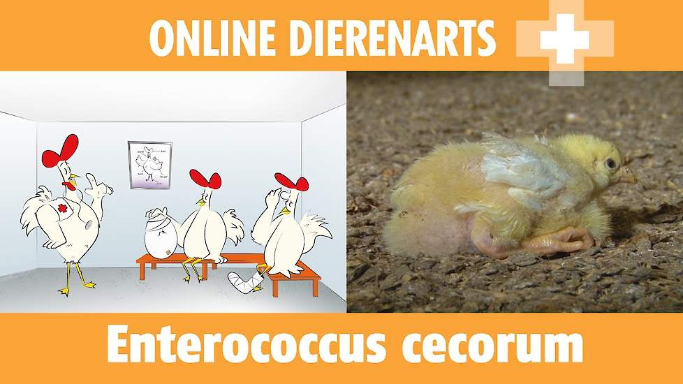 Online Dierenarts: Enterococcen - www.pluimveeweb.nl