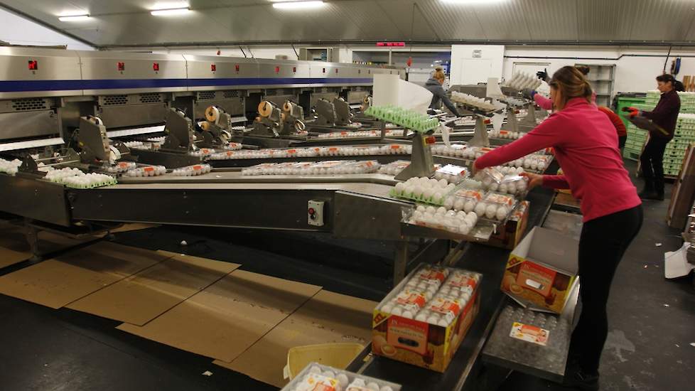 De sorteerhal van Egga Food: flexibel door de handmatige opzet en het aantal draaiende uren. De capaciteit van de Moba machine is 100.000 eieren per uur.