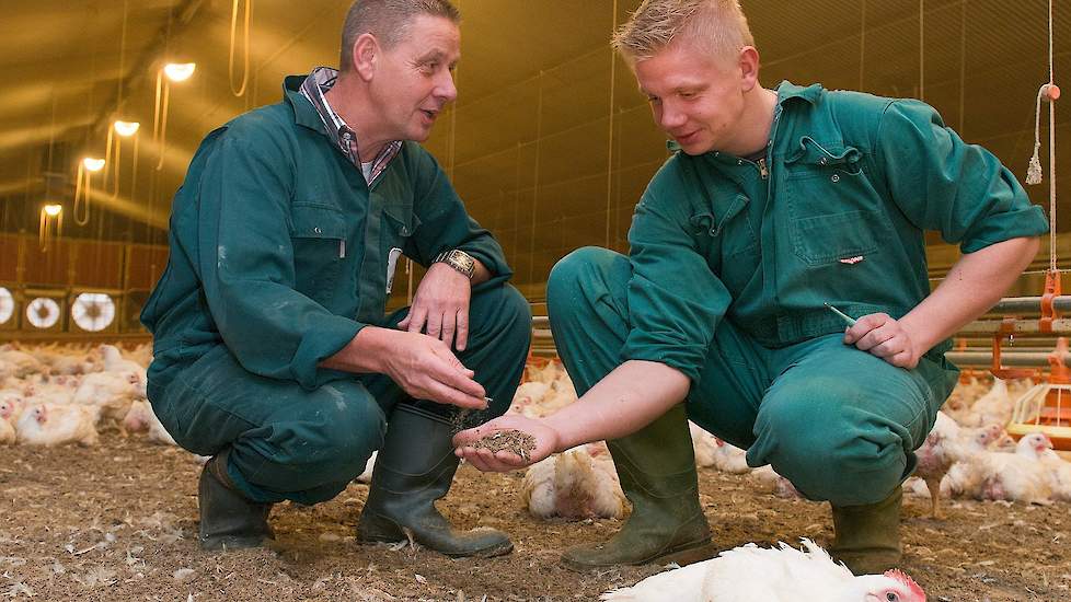 Tijdens het maken van de foto’s is de mest bij de vijfweekse vleeskuikens kurkdroog.