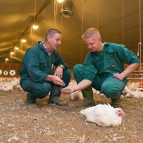 Tijdens het maken van de foto’s is de mest bij de vijfweekse vleeskuikens kurkdroog.