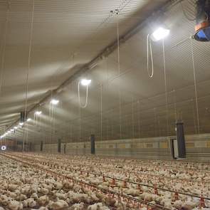 In de nieuwe stal werkt Mekkes met gecombineerde nok- en lengte ventilatie. Hij koos voor hogedruk spaar lampen vanwege de hoge lichtopbrengst en lage elektriciteitskosten. De pluimveehouder is wel tevreden over de lampen.