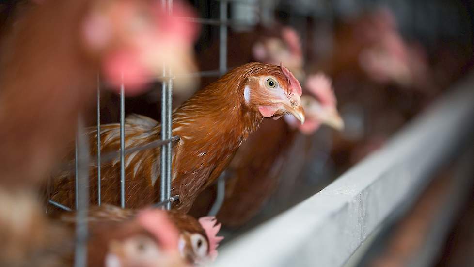 De hennen zijn ongekapt. „Dierwelzijn is in de Oekraïne nog geen issue. Voor de bewoners van de Oekraïne is overleven, de reorganisatie van het land en de beschikbaarheid van goed voedsel belangrijker dan het welzijn van de dieren," vertelt Vitaliy Verese