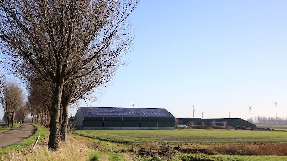 Vanuit de weg is de grote aardappelbewaarloods goed te zien. De vleeskuikenhouder ontving donderdag 10 december nieuwe kuikens. Vanaf de volgende ronde gaat hij de hennen en hanen gescheiden huisvesten en voeren. Nu was het allemaal te kort dag. De vleesk