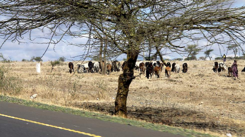 Massai-mannen en -jongens in Noord-Oost Tanzania hoeden kuddes vee tot wel 200 stuks, gewapend met een stok. Voorheen jaagden zij met een speer op leeuwen.