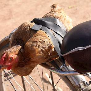 Zonder transport staat alles stil. Afrikanen maken zich nog nauwelijks zorgen over het welzijn van de te slachten dieren.