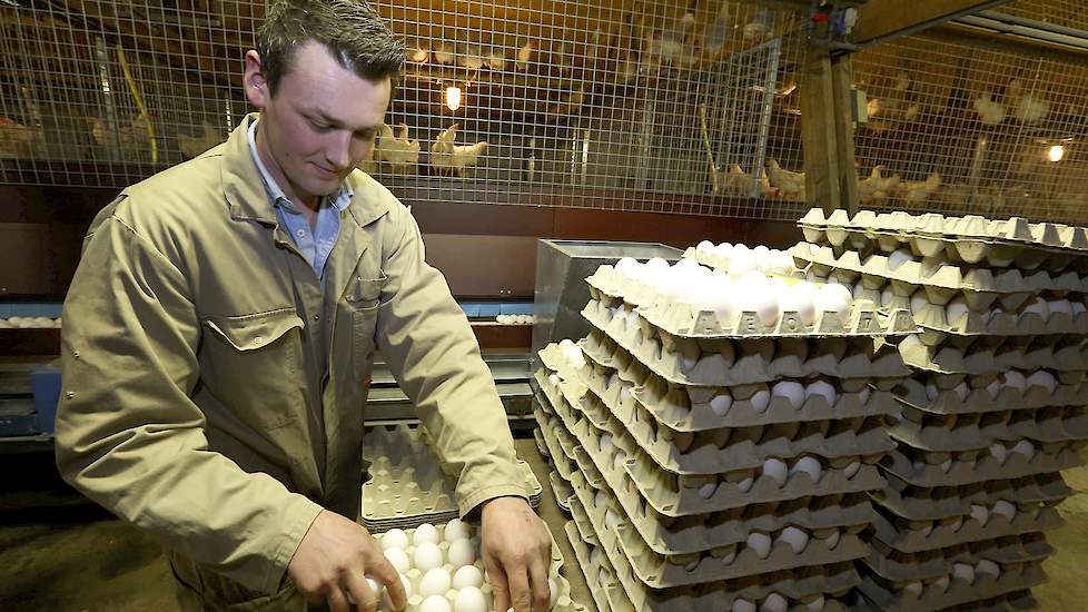 Een medewerker verzamelt de eieren op het testbedrijf.