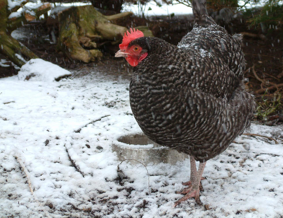 Een Marans kip in de winter. Foto: Wikipedia