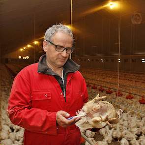 Christ Rommens meet zowel ’s morgens als ’s avonds, tijdens zijn controleronde door de stal van minstens 10 kuikens de kuikentemperatuur.