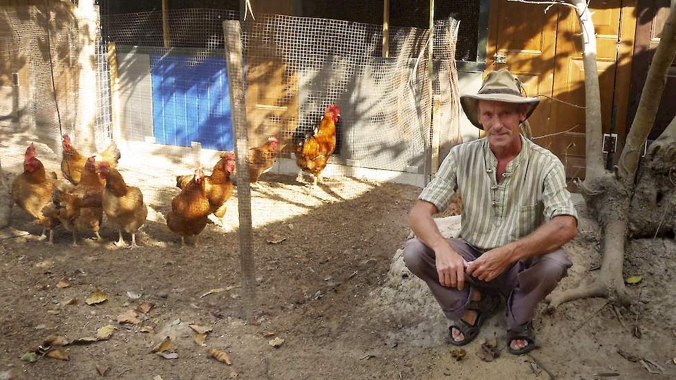 Wim Marcelissen (56) houdt in Gambia 250 ouderdieren en heeft een broederij waar hij wekelijks 1.100 eieren uitbroed, waar er circa 900 van uitkomen. „Een uitkomstpercentage van 81,5 procent is zeker niet slecht onder de tropische zon”, zegt Wim.